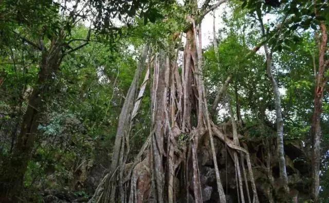 多彩的西双版纳,多彩云南版纳