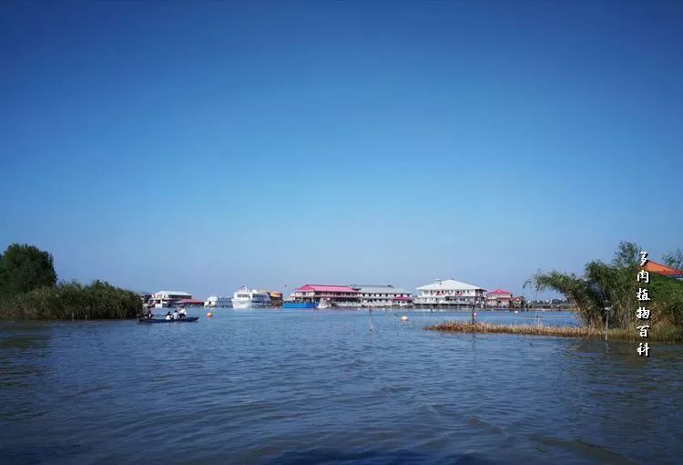 与多肉作伴,与多肉相伴的视频