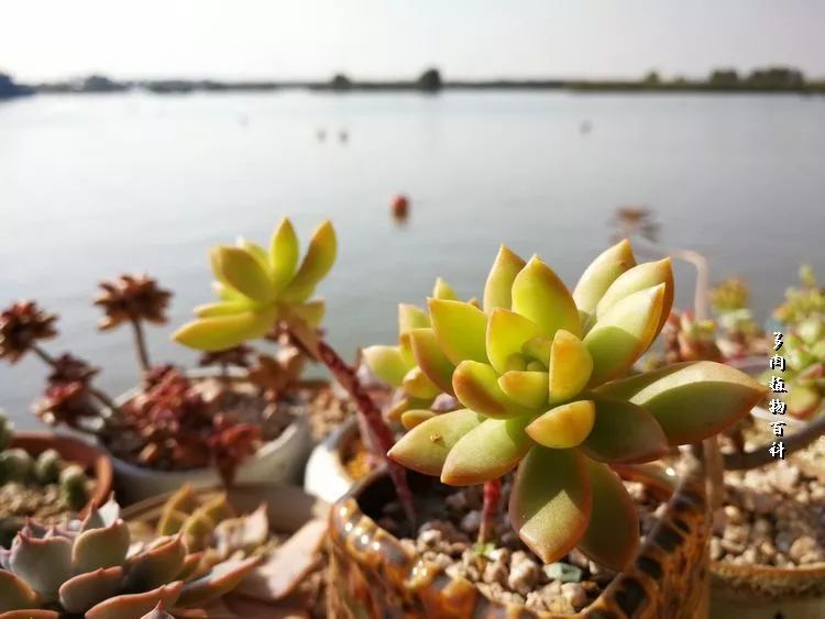 与多肉作伴,与多肉相伴的视频