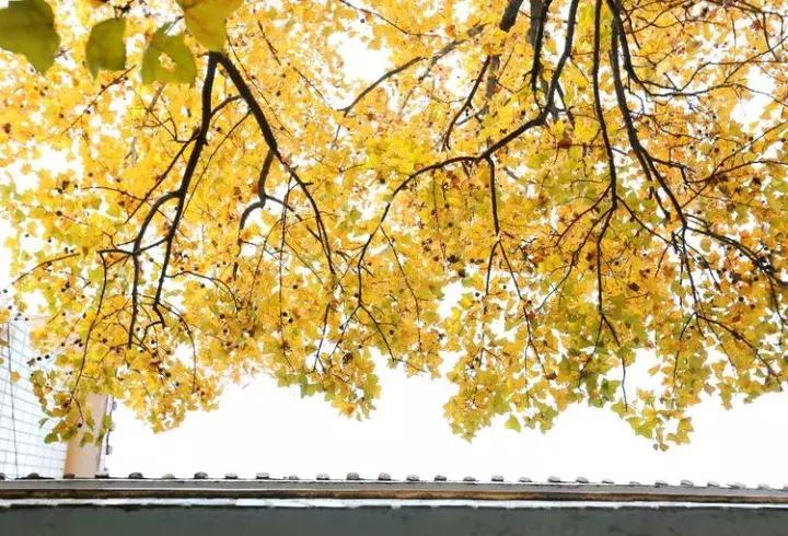 江西省上栗中学排名,江西省教育厅上栗中学