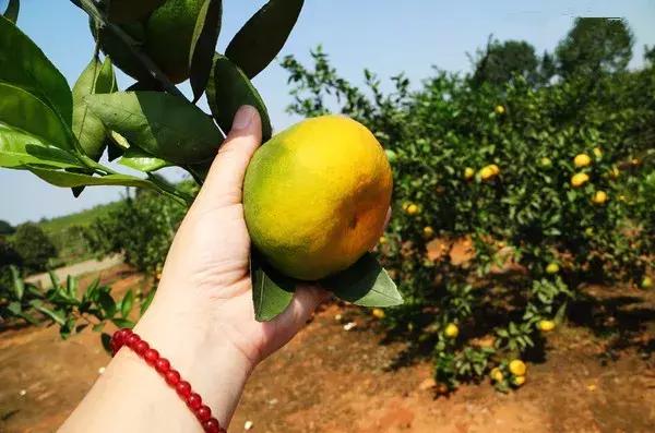 武汉周边果园采摘攻略,武汉5月份可以采摘的采摘园