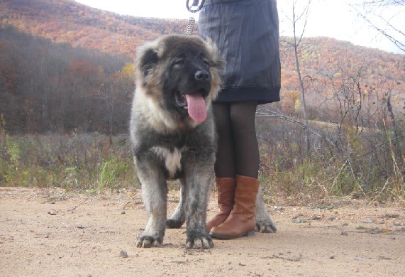 狗狗断尾可以直接把尾巴剪掉吗,为什么断尾会延长狗狗寿命