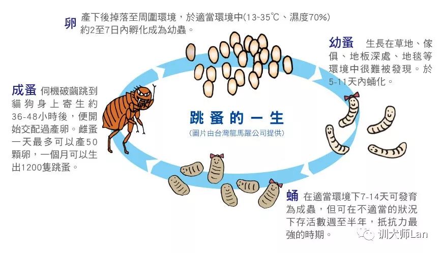 家中有婴儿跳蚤怎么去除最快方法,家中杀跳蚤的步骤和注意事项