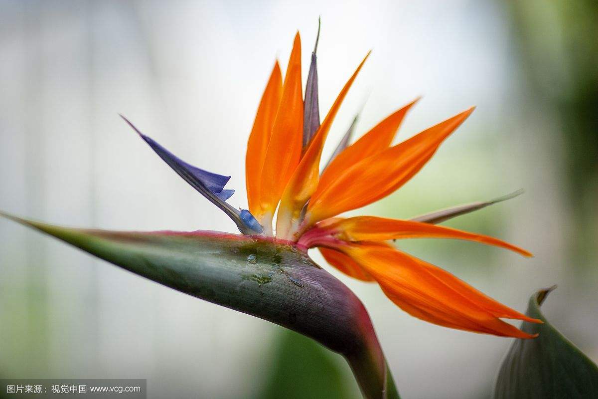 首发：长篇小说《天堂鸟》连载一