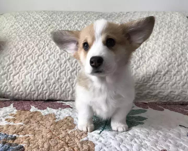 原来外国仙女是骑着柯基满天飞的，哈哈哈哈哈哈太魔性