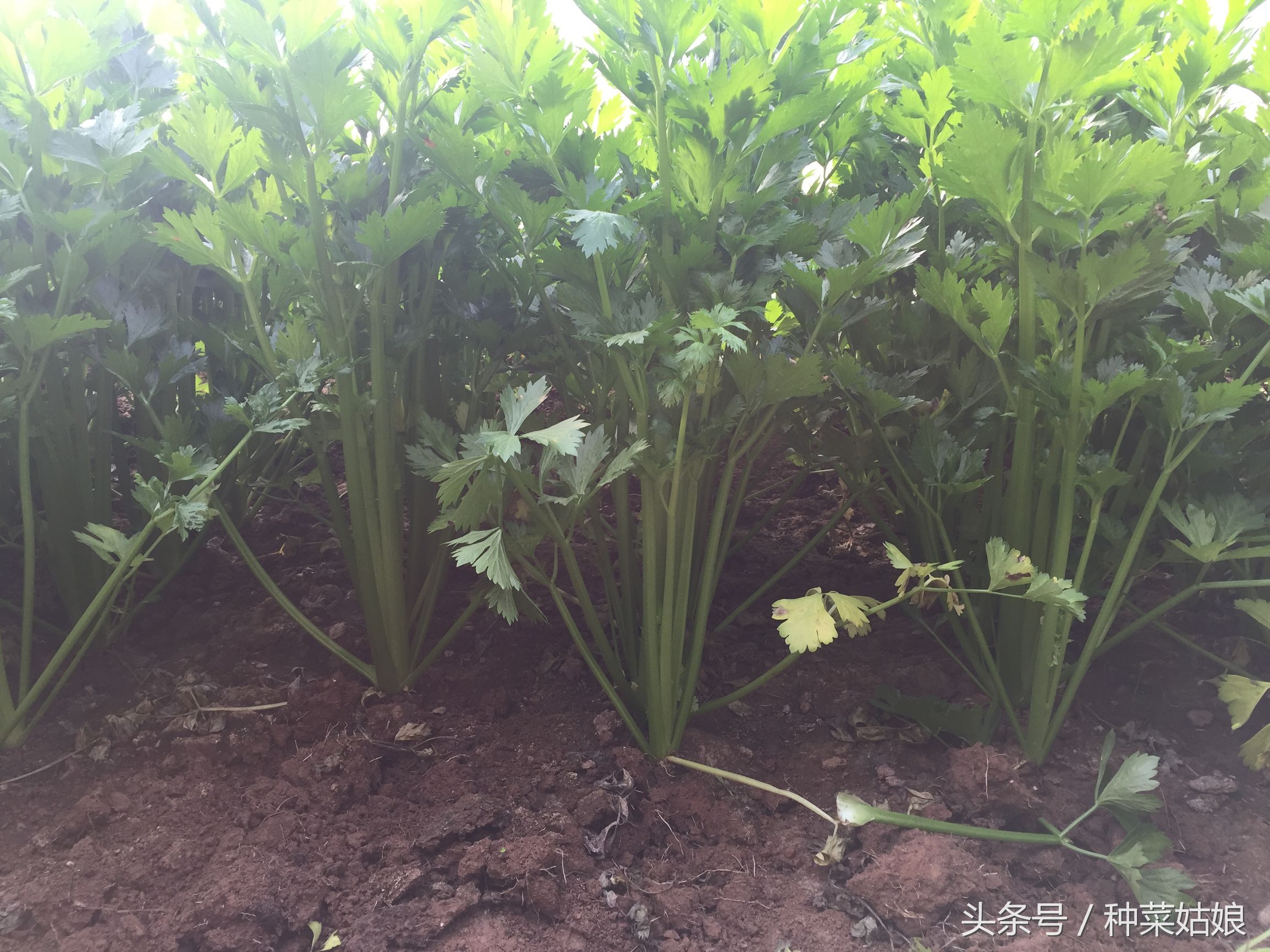 芹菜一星期没出苗还能出苗吗,现在种芹菜怎样快速出苗