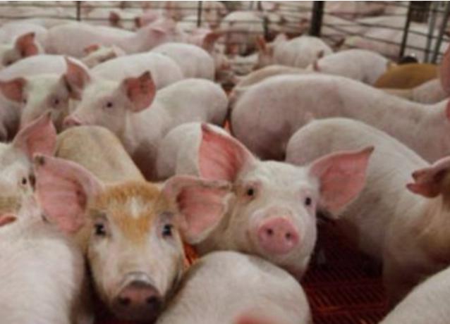 养猪知识养猪小妙招,农村养猪最简单方法