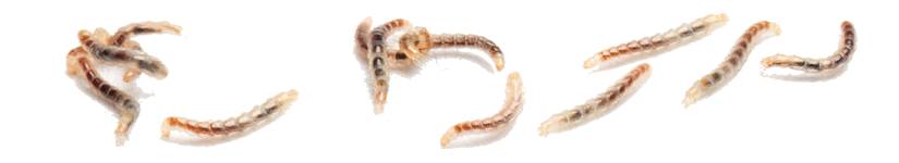 家中的宠物有跳蚤，怎样才能将它们一网打尽？