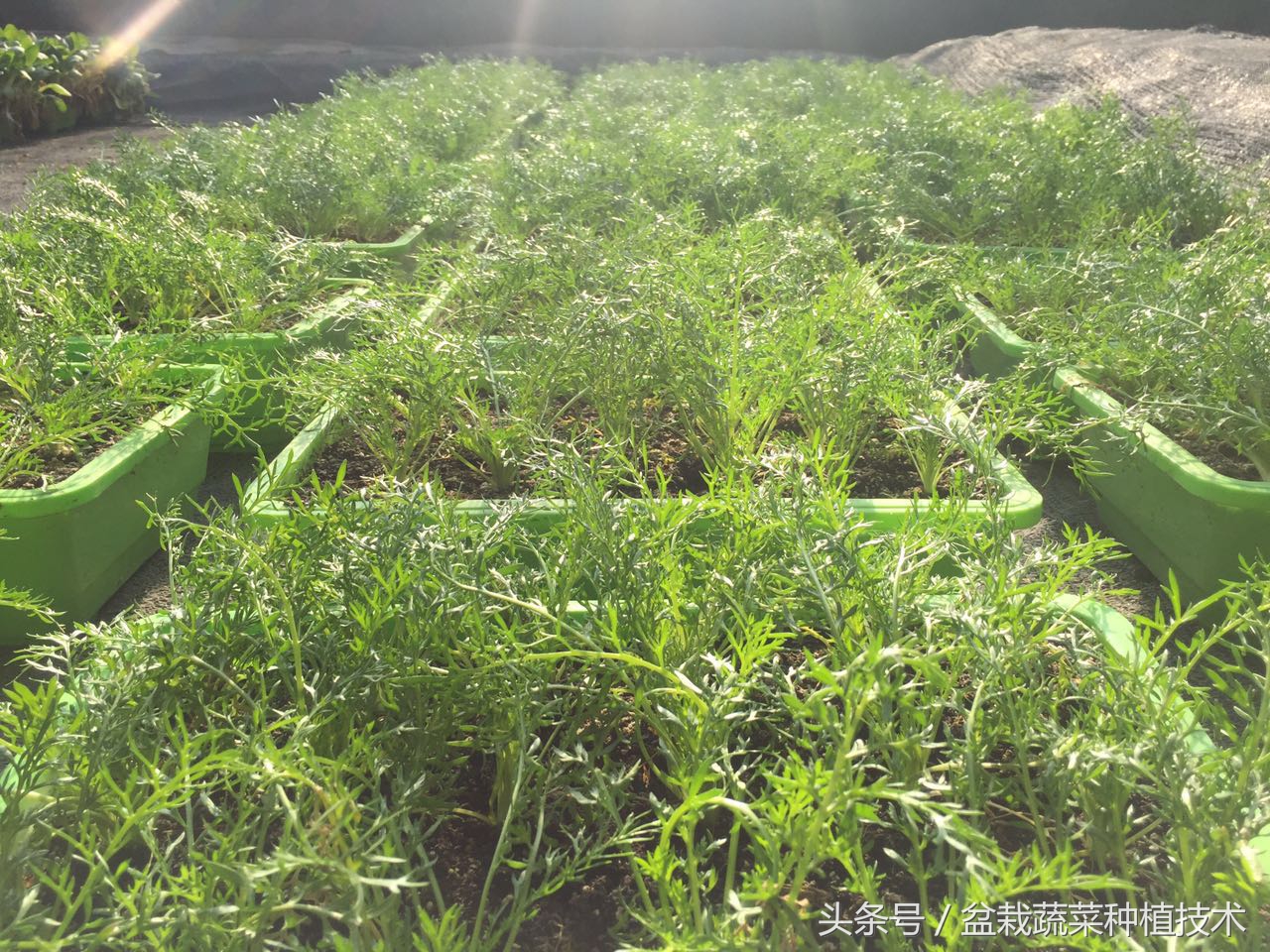 玛咖本是秘鲁蔬菜,现在回归餐桌,在中国菜谱上是否会有一席之地