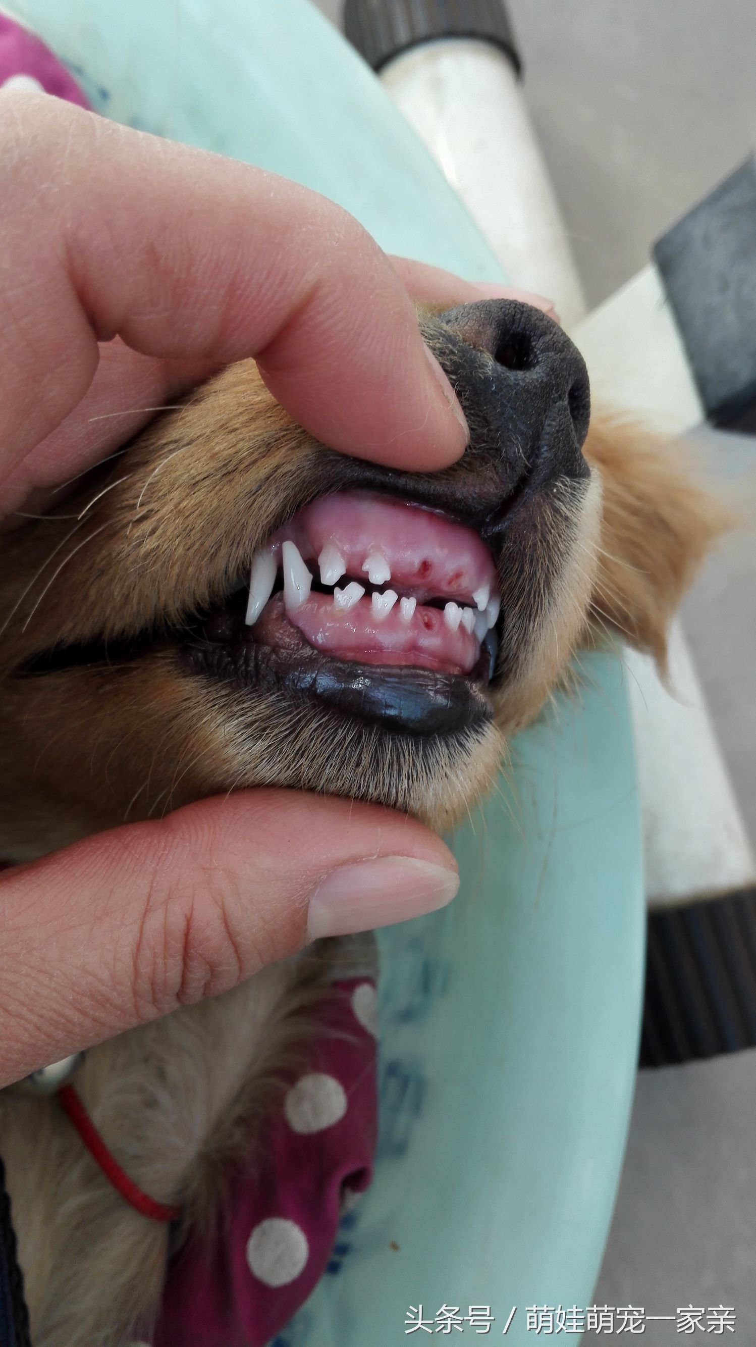 狗狗换牙是从门牙开始的吗,五个月狗狗门牙掉了是在换牙吗