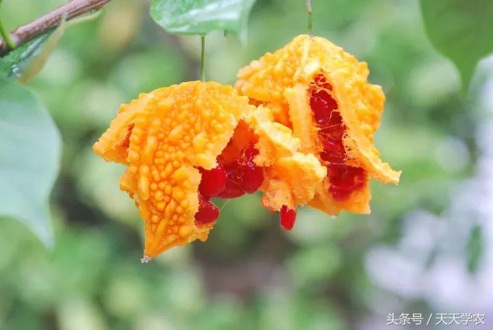 世界出名的十种稀奇水果,世界十大奇异生物你见过几种