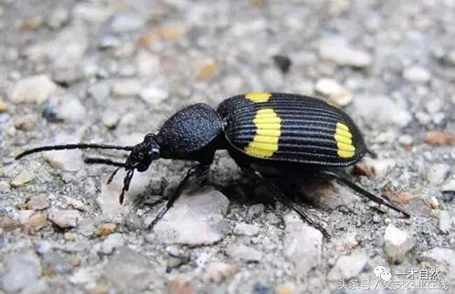 秋天昆虫图谱大全,室内常见昆虫图谱