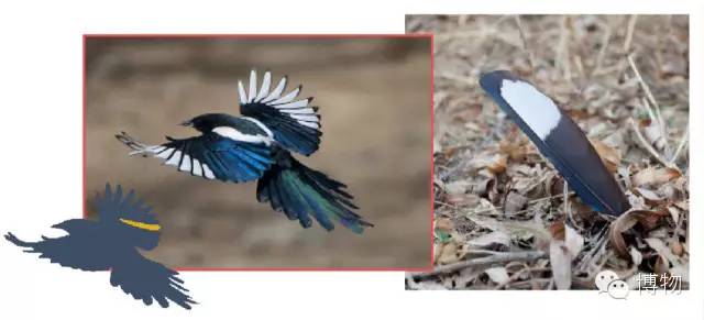 人鱼马甲两条线,人鱼线马甲线