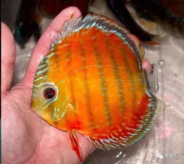 野彩和家彩的饲养区别,野彩到底好不好养