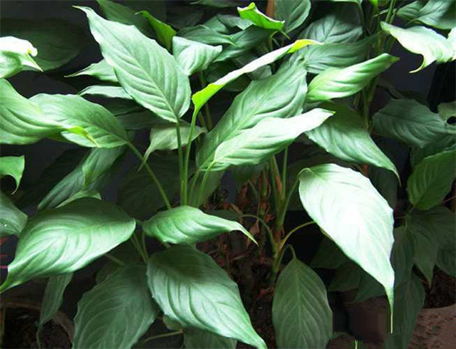 农村常见的100种植物,100种常见草本植物