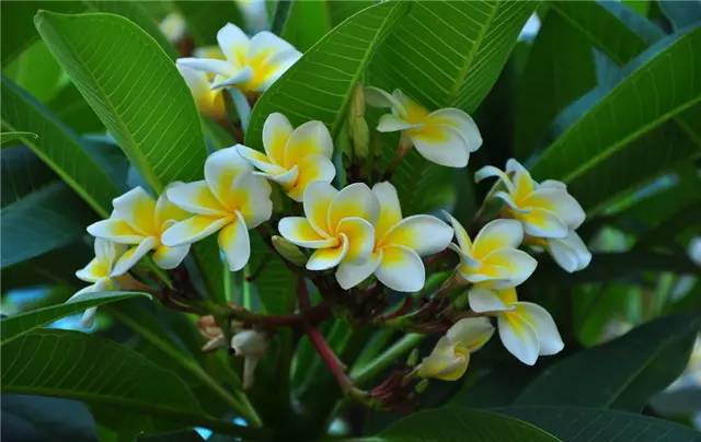 农村常见的100种植物,100种常见草本植物