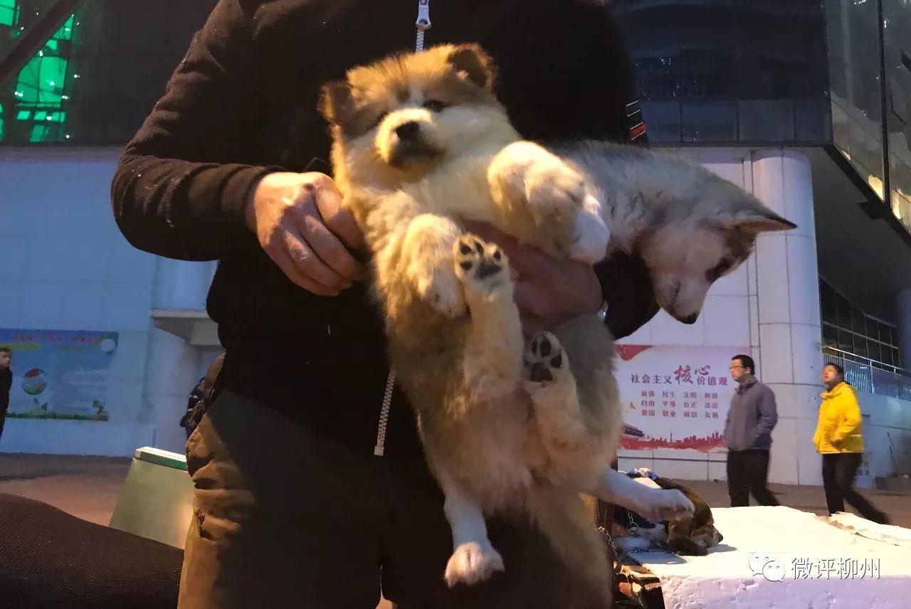 柳州买狗买猫好去处,广西柳州最大最正规狗市在哪里