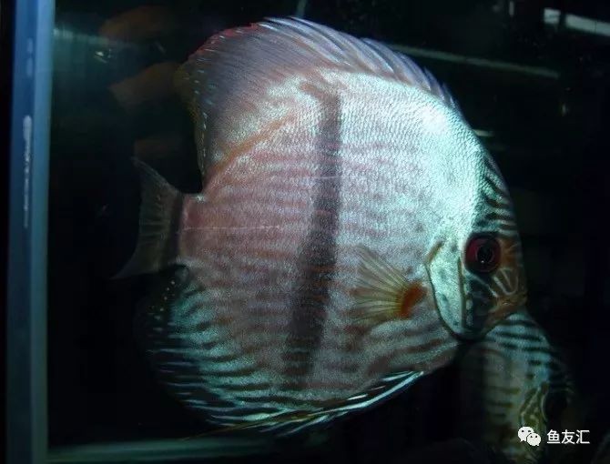 野彩和家彩的饲养区别,野彩到底好不好养