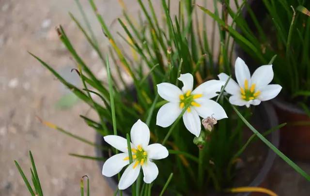 农村常见的100种植物,100种常见草本植物