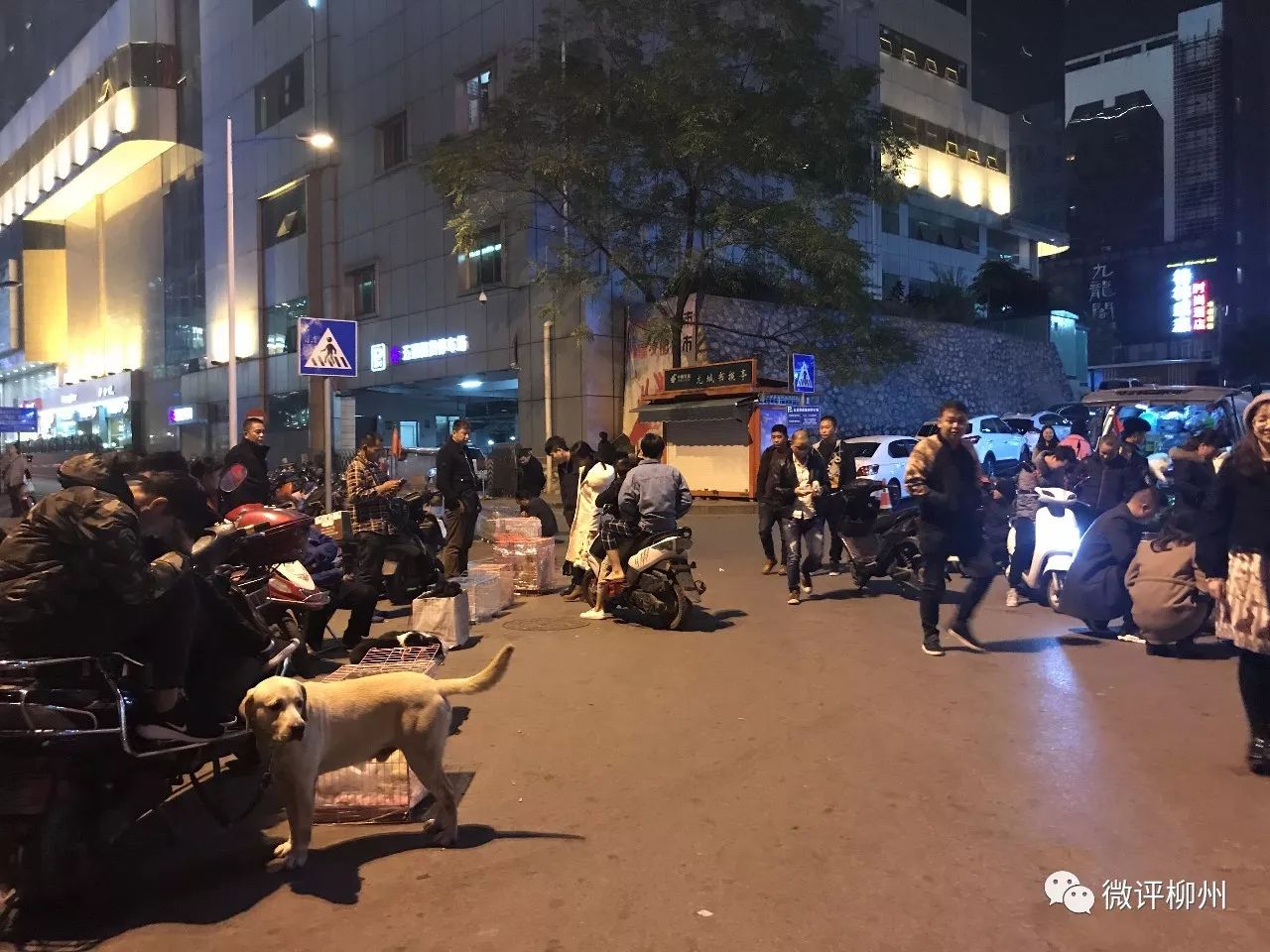 柳州买狗买猫好去处,广西柳州最大最正规狗市在哪里