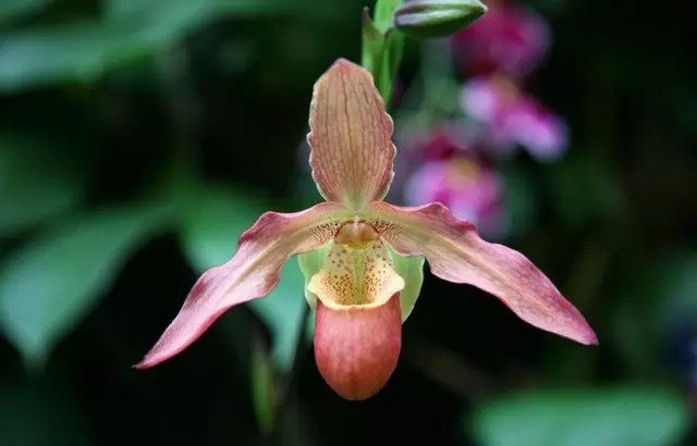 农村常见的100种植物,100种常见草本植物