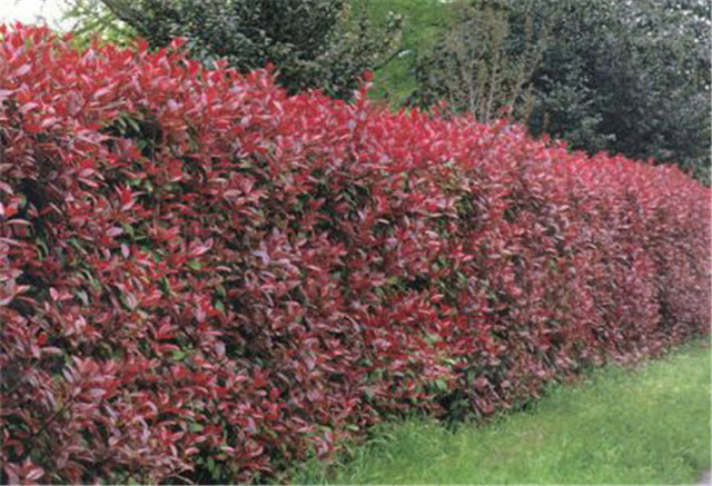 农村常见的100种植物,100种常见草本植物