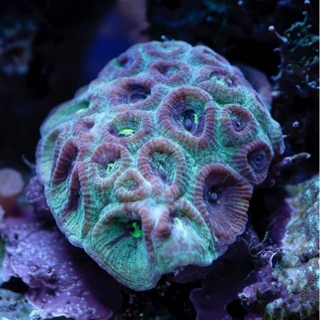 新手玩海缸教程,初学者玩海缸视频