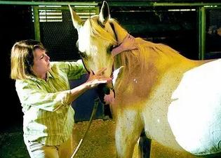 如何给马按摩?来见识一下这种“马杀鸡”吧!