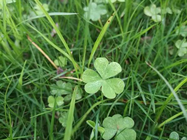 华为p9徕卡色彩最好的固件版本,华为p9是不是第一部徕卡双摄手机