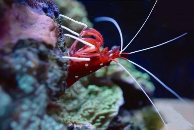 新手玩海缸教程,初学者玩海缸视频