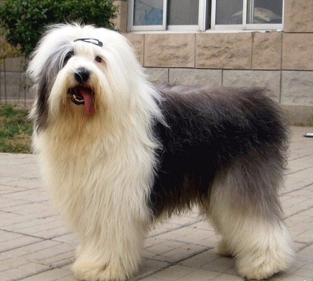 狗狗智商排名介绍,狗狗智商排行列表