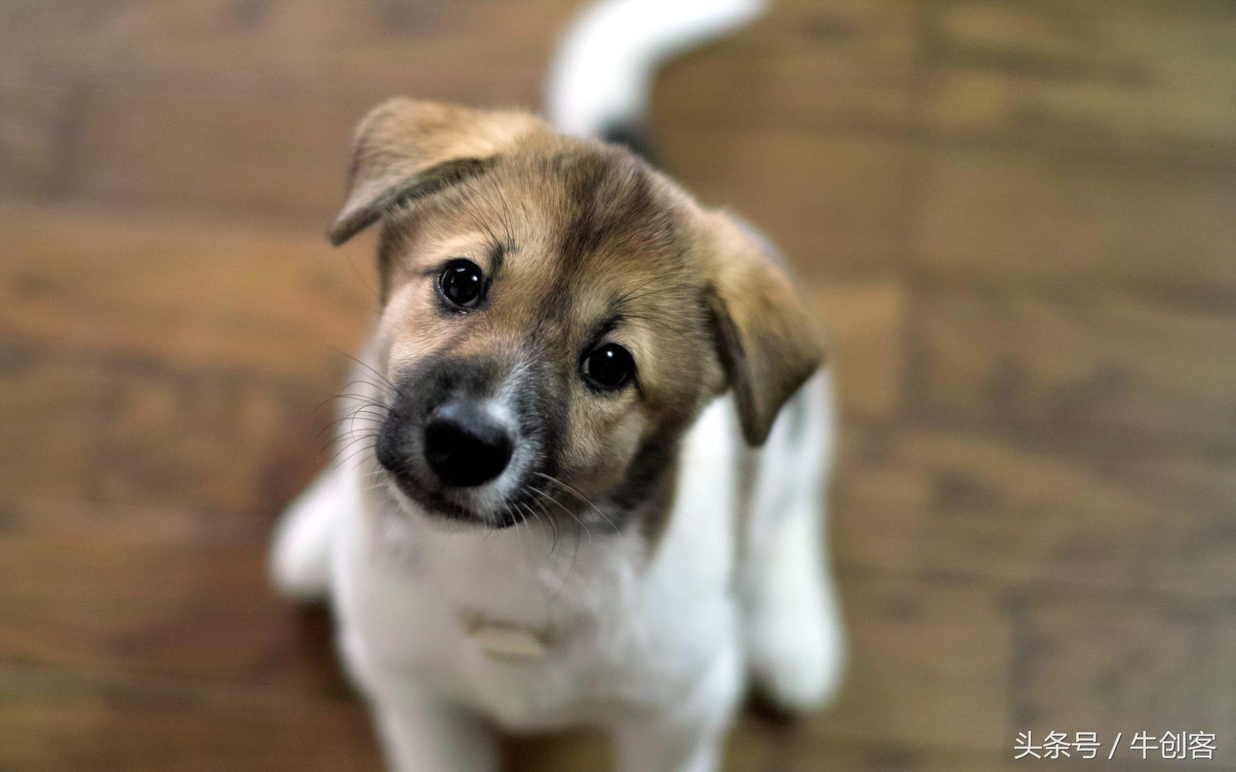 1982年属狗人2018年运势如何呢,1982年的属狗人下半年运势2021年