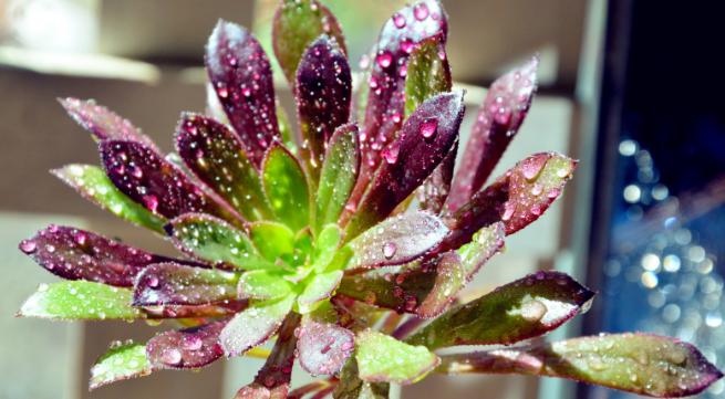 花卉黑法师怎么养,多肉黑法师的养殖技巧