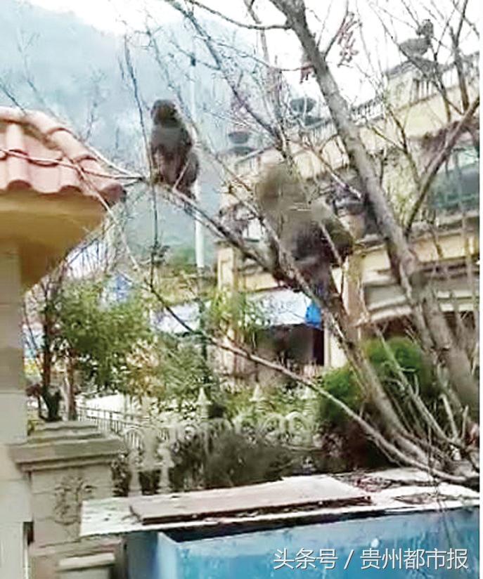 临山的天誉城，最近常有“大圣”夫妻驾到，居民请闪开