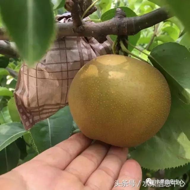 什么品种的梨子又大又甜水分又多,水果梨子产地