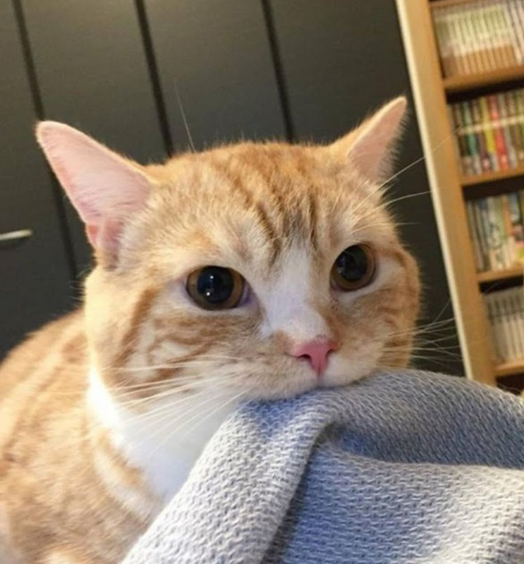 全球最贵29只猫,最贵的猫10万一只