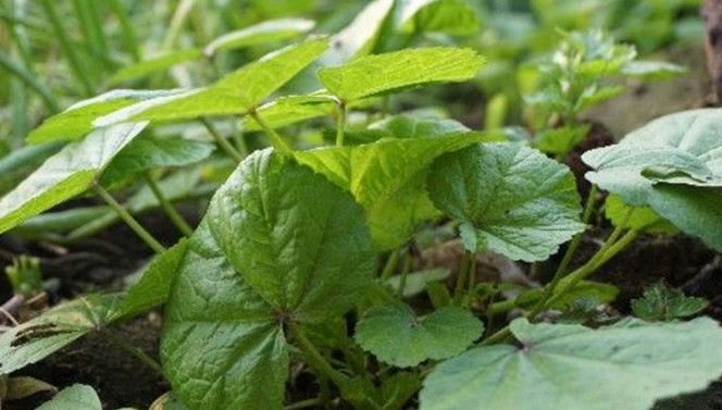 农村这“菜”说来也奇怪，天气越冷长得越好，种一次可摘很多次