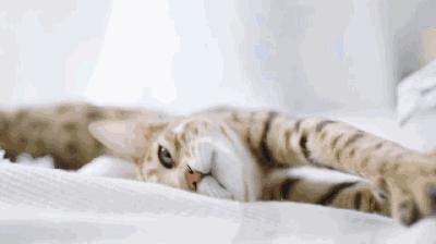 养猫如何不铲屎,什么猫不用铲屎呢