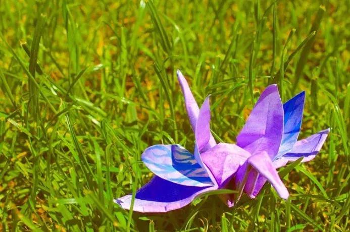 他用3个月时间，折叠了1000只千纸鹤，送给了他最亲爱的姑娘