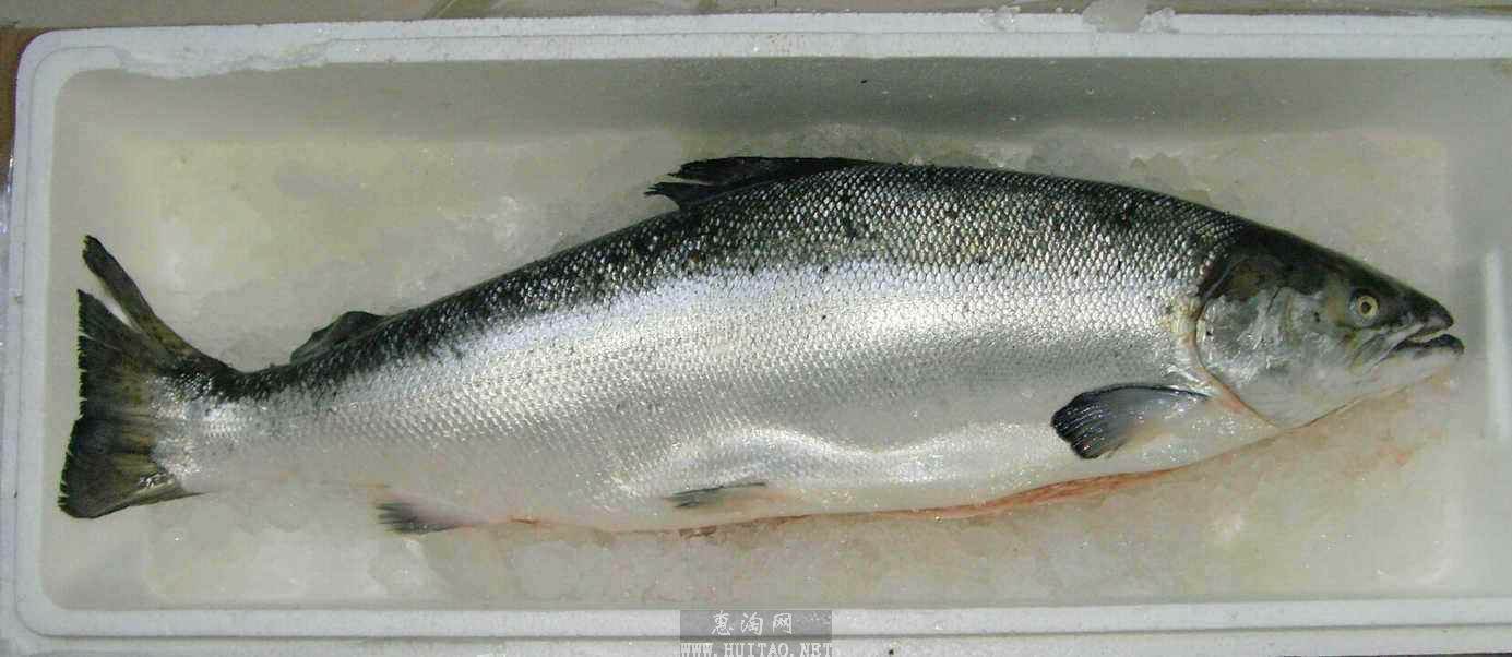 入口即化三文鱼薄切,入口即化三文鱼