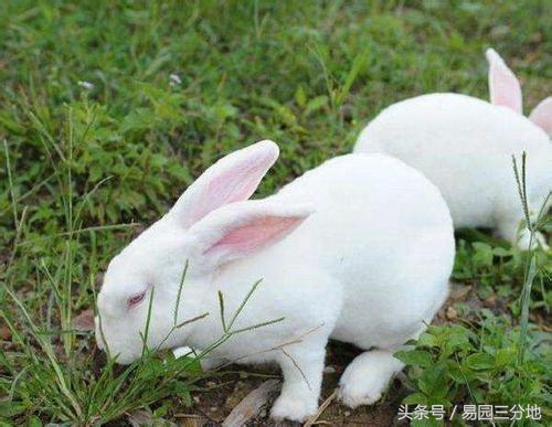 十二生肖卯兔排名,十二生肖卯兔运程