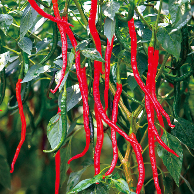 毕节的这些特色农产品你都知道吗,毕节十大特产农产品