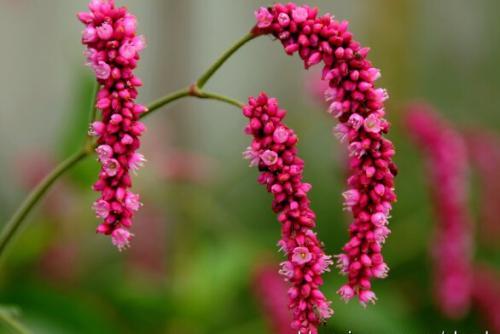 贾元春为何要改蓼汀花溆为花溆,蓼汀花溆元春