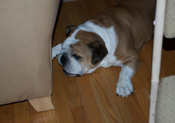 犬种百科之泰迪,犬种百科之比熊