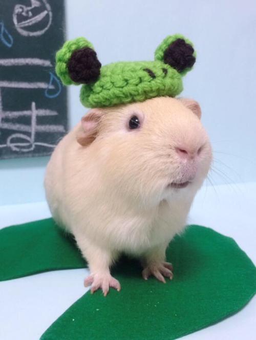 荷兰宠物猪豚鼠品种大全,豚鼠是啮齿类动物吗