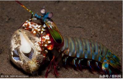 这种泡泡威力大小虾子用它来当*器武**人类用来超声清洁