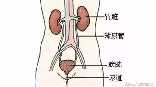 这一物几乎人人爱吃,但老中医却不碰……