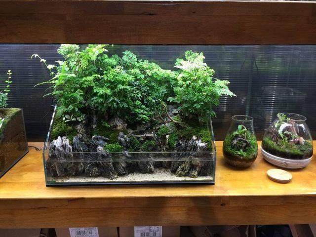 40厘米水草缸ada造景,水草缸造景最好的方法