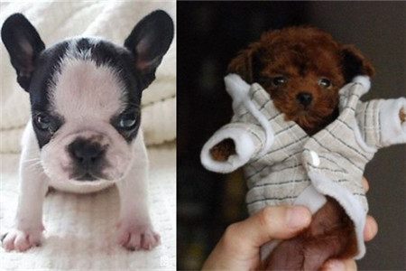 茶杯犬的养法和注意事项,茶杯犬怎么样好养吗