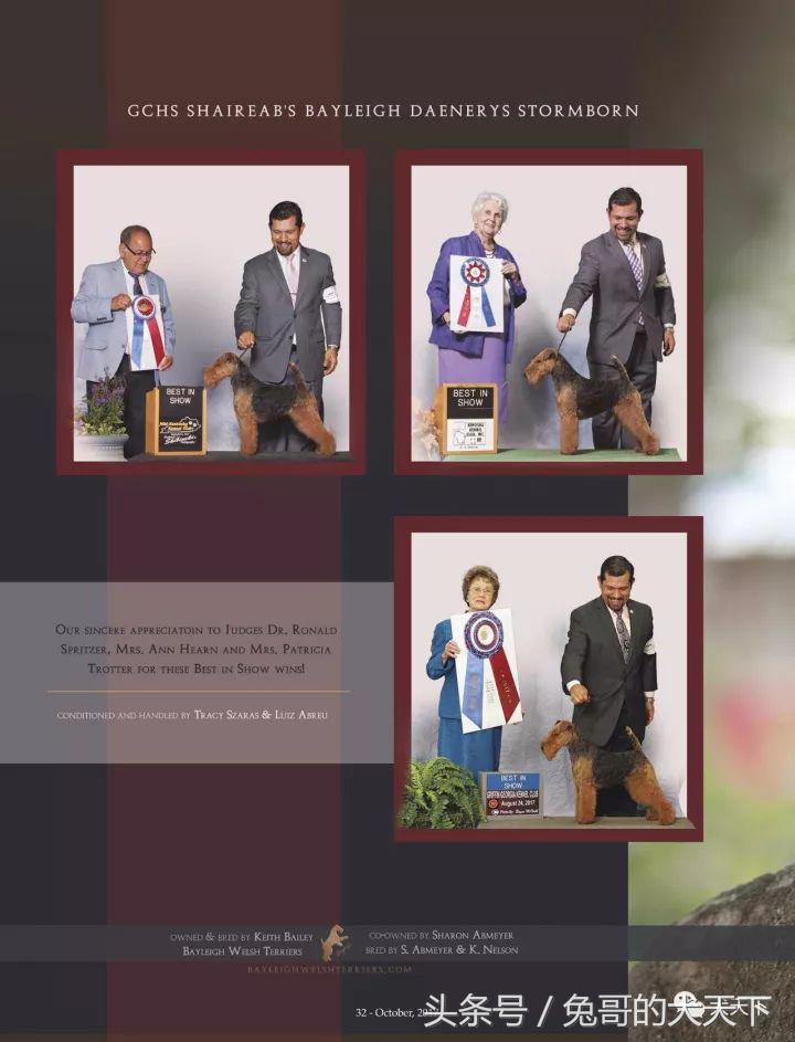 akc最受欢迎犬种排名,akc将犬种分为七个组别分别是